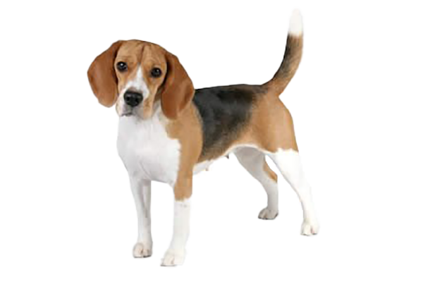 beagle-img